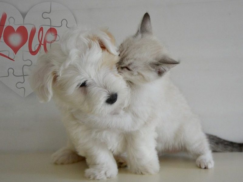 puppy-and-kitten-800x573