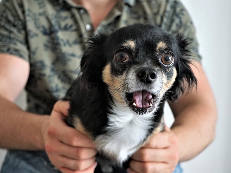 chihuahua-4411622_1280
