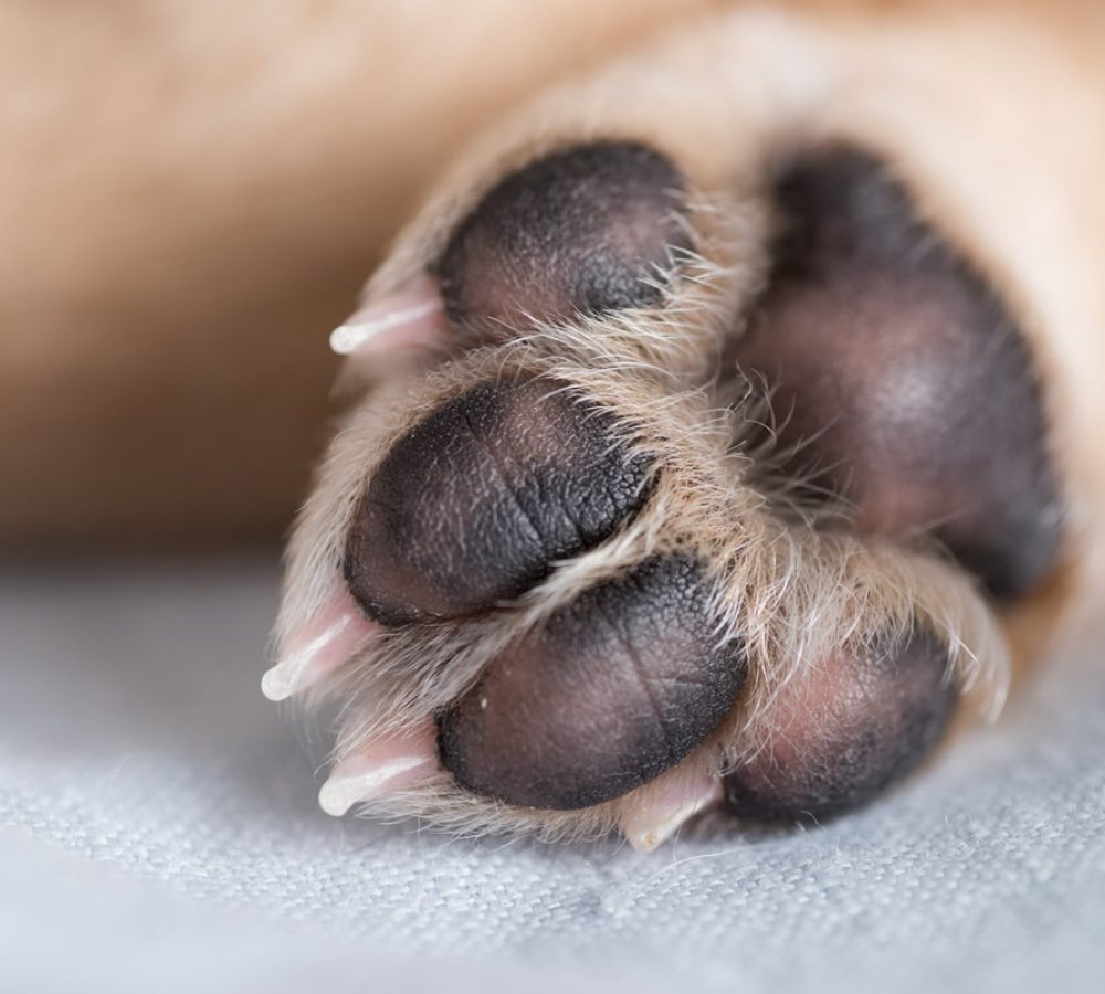 paw