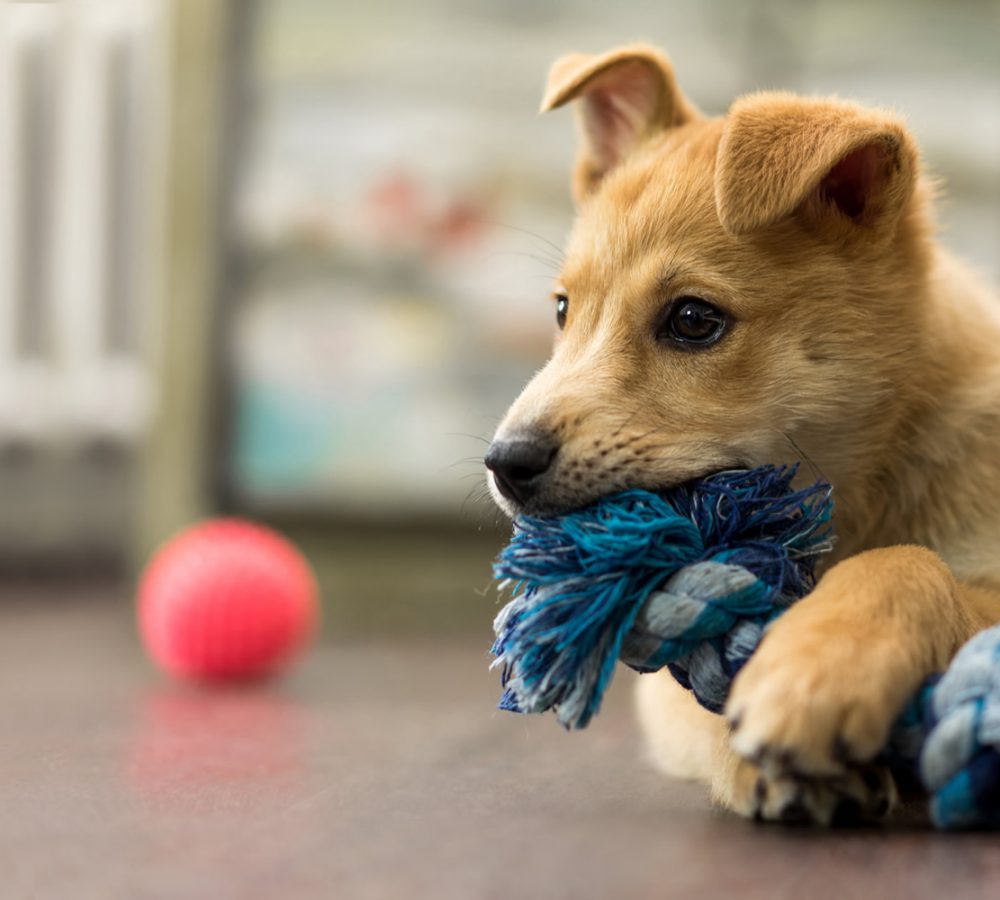 puppy-playing