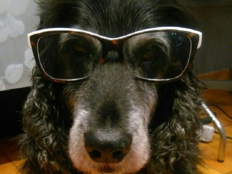 Alicias-dog-Brego-755-x-755-755x600