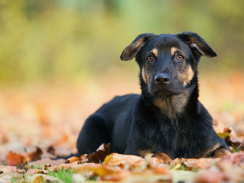 Dog-image-800x600