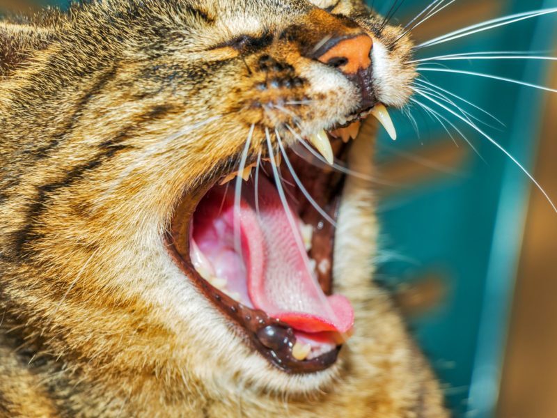 cat-107202_1920-800x600