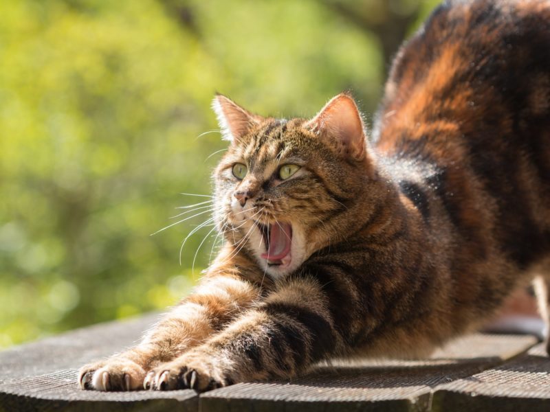 cat-814952_1920-800x600