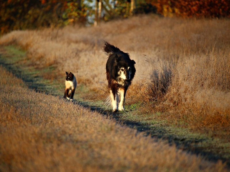 dog-1805983_1280-800x600