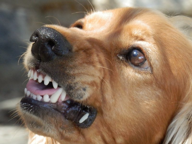dog-329280_1920-800x600