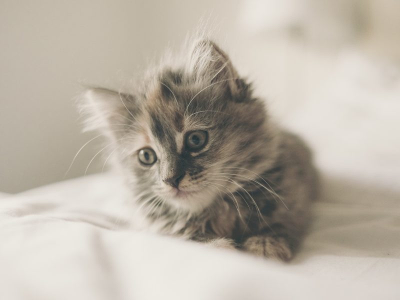kitten-1031261_1920-800x600