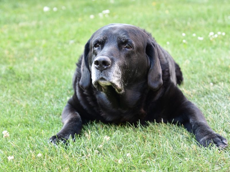 old-dog-800x600