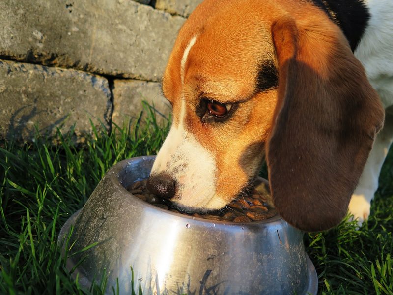 puppy-eating