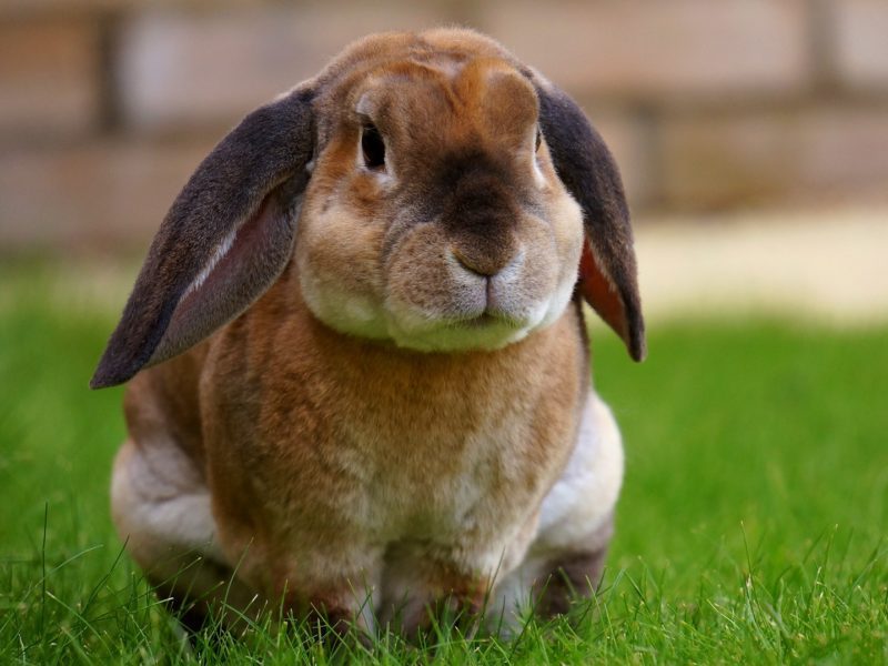 rabbit-1422882_1920-800x600