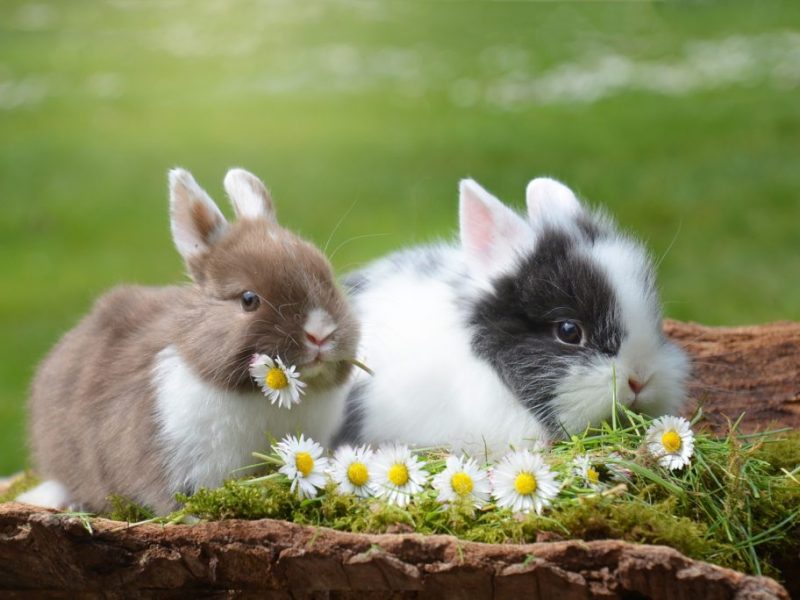 rabbit-2174679_1920-1024x684