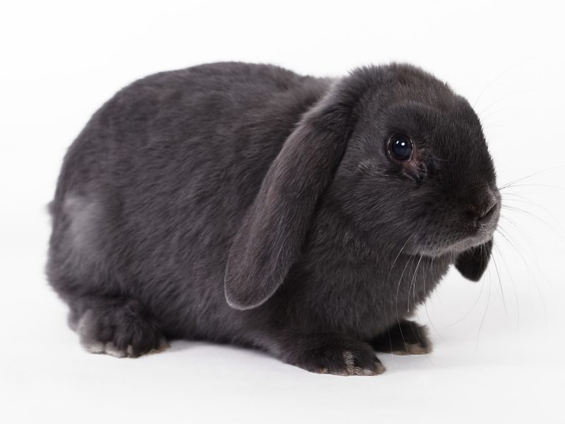 rabbit-694919_1920-800x600