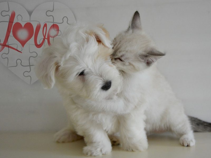 Puppy & Kitten Packages