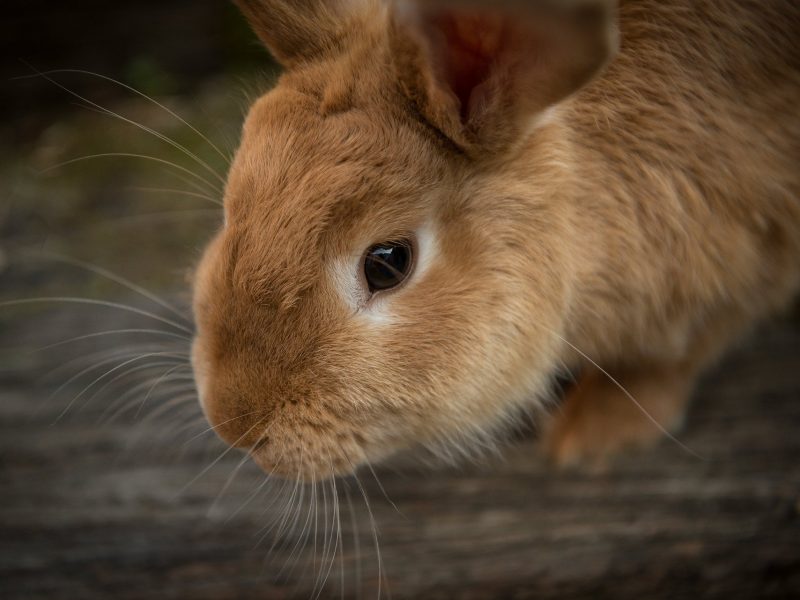 Rabbit