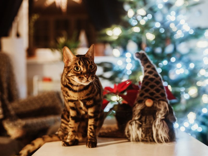 cat-g7691507c8_1920