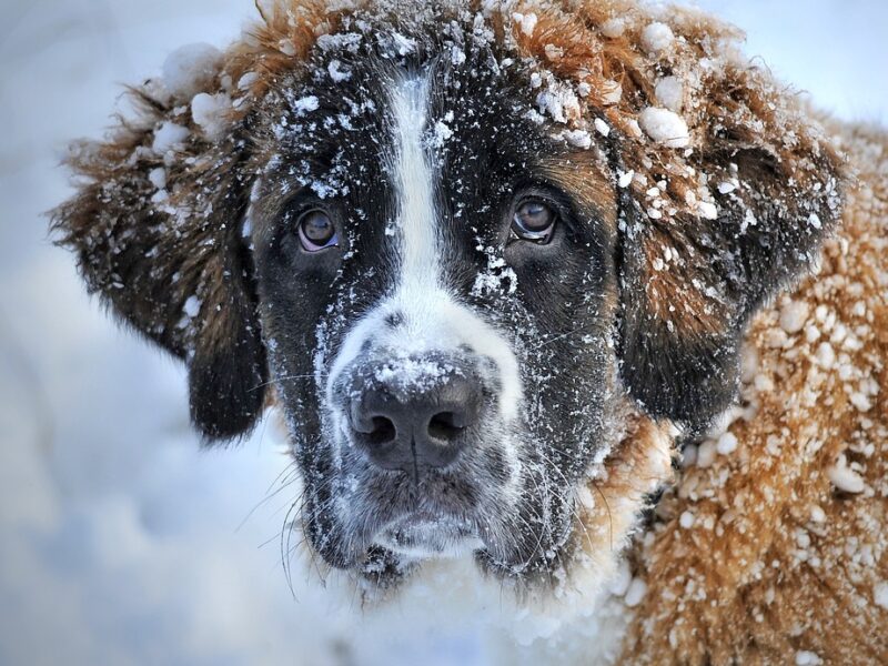 dog-1168663_1280