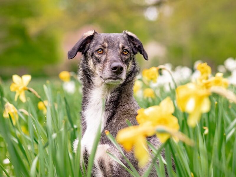 Spring 2025 newsletter