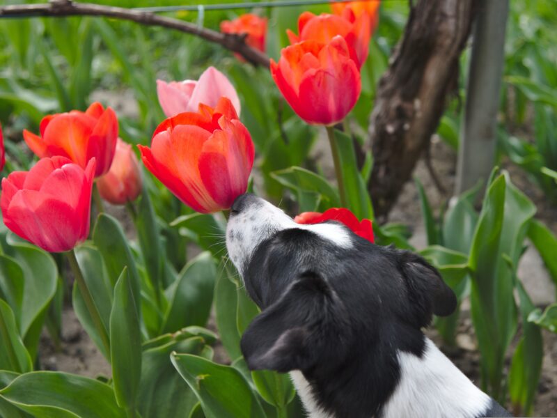 webentwicklerin-dog-4104496